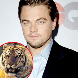 Leonardo DiCaprio, Tiger Leonardo DiCaprio, Tiger